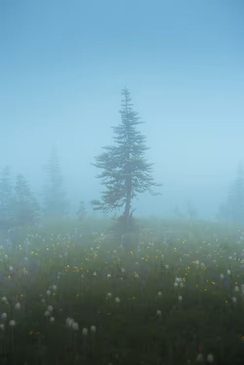 Item #39071023685345521589531013450918722216572370939070752972983331688306272370689 Media