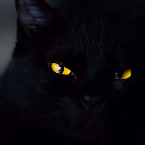 the black Cat