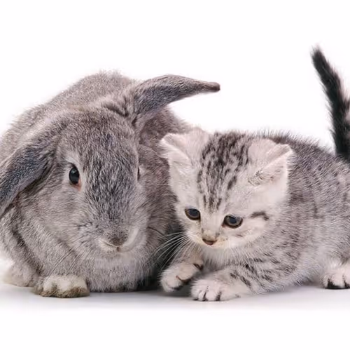 Item #506614017608188570824604822011872825915664813029036437365082853935526445057 Media