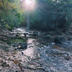 River in the middle of the forest