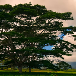 Tree of Life