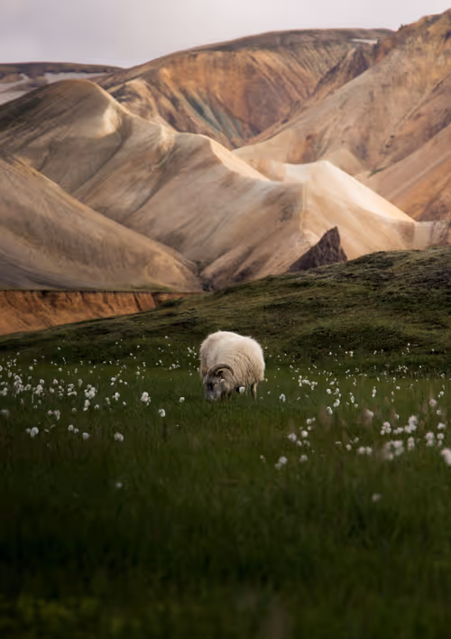 Item #37166292038875349810746612837735462118935835935702038300656537515888685875201 Media