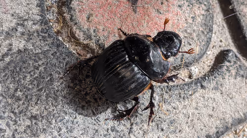 Item #47518194273065051299756248603371626593986050369570479212048397532265262874625 Media