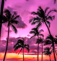 purple beach