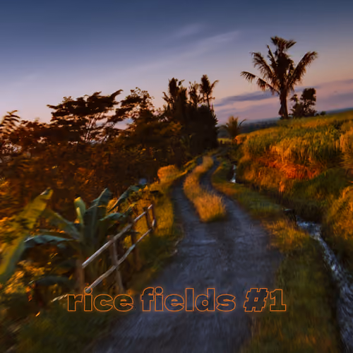 Rice Fields # 1