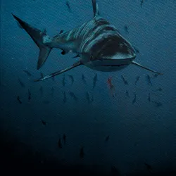 75959814784190793324708169911984379127395736312846048783770068648196281729093