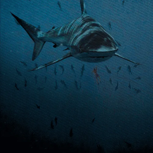 75959814784190793324708169911984379127395736312846048783770068648196281729093