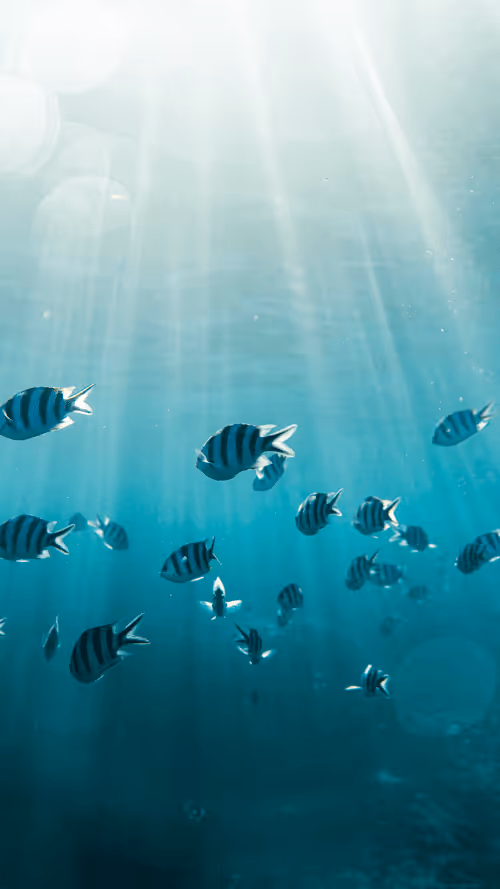 Item #99926930229538675438917090631619995362212113699001151744757174513409223295076 Media