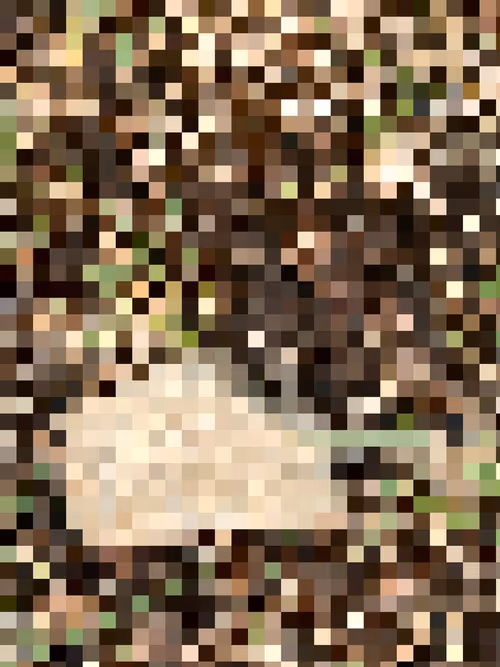 Item #2850415134272365380187775685678842410458265265709128331682257672302026031105 Media