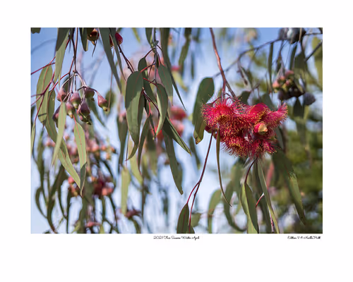 Item #24600310660482288606297797528155087939323639147399647196853483643539306840065 Media