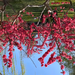peach blossoms