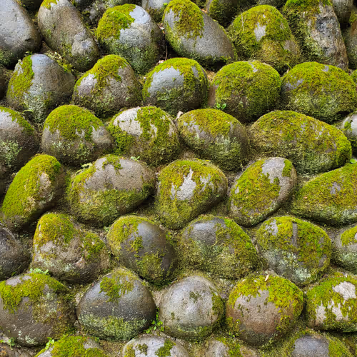 Kyoto Moss Rocks