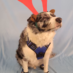 LuffyDog #854