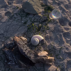 Sea - Gastropod (2021)