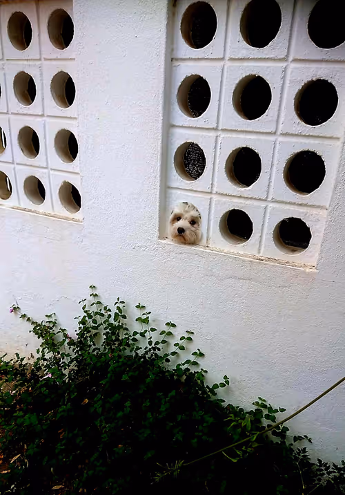 Item #52032811124595536608692560092544597616951293983149093214024233355520065404929 Media