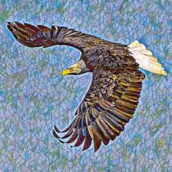 Bald Eagle on the hunt