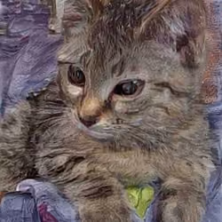 cat#2808