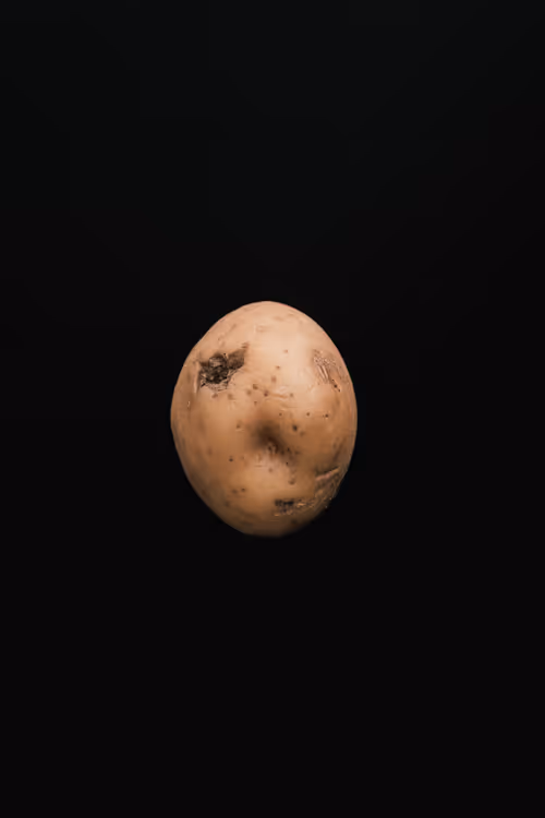 Item #30333564418086844946780832546538739517013049867495865613206247502673910693889 Media