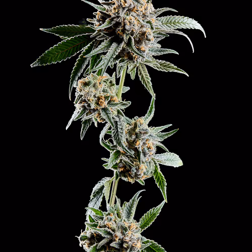Milkshake Creative Presents: Cannabis
