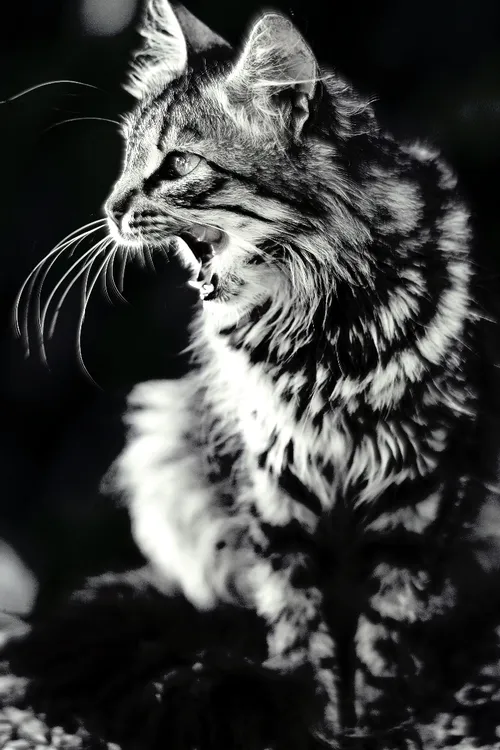 Item #95930744612989253264341458363878669706731092846429446161851758921282870050817 Media