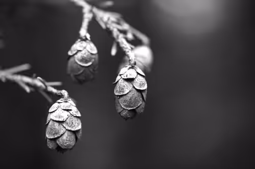 Item #29414833243552091468974729560361067856295406084022645702668679804413498359809 Media