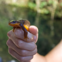Salamander Sam 