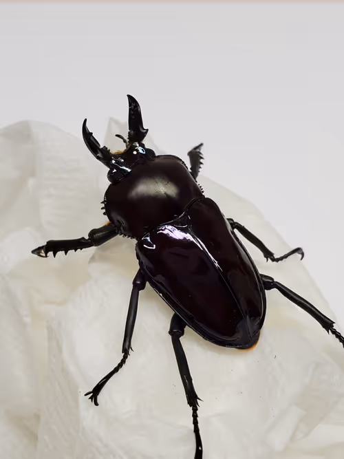 Item #2846893736148873774746802631495866819654136602576950046920721042582030778370 Media