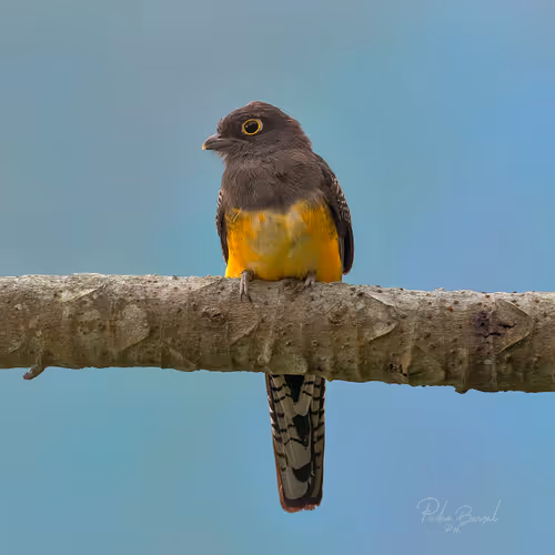 Item #76723362783280478533997952640177478162370392864243199552253501738196190363649 Media