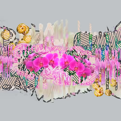 FLORE 5