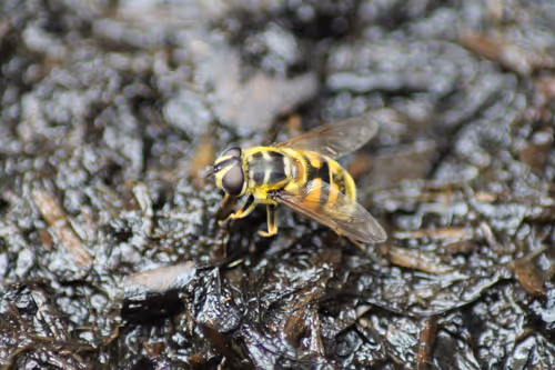 Item #51124555051901614330264480006545612592022390906904121289505624509632166756353 Media