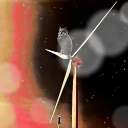 owl perched on a turbine