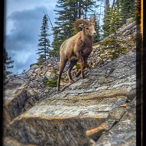Goatie McGoat Frens