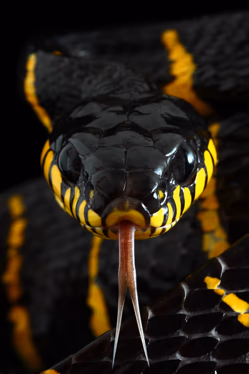 Item #68948652990659052756289750279733496424849244043506133203827860682252186812417 Media