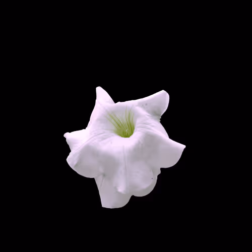 White Blossom #4