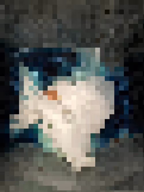 Item #2850415134272365380187775685678842410458265265709128331682257661306909753345 Media