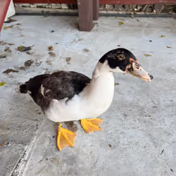 ducko#3