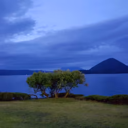 Lonely Tree
