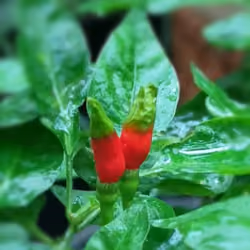 Innovation of nature #001 Beauty in the Flaws