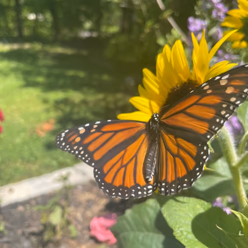 Crypto Butterflies #1