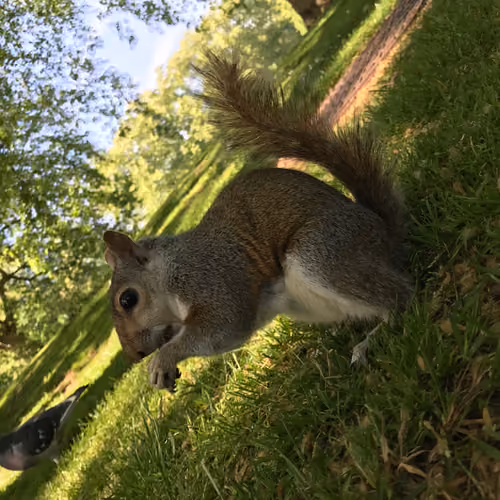 A squirrel 
