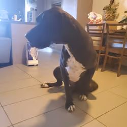 Tile Dog