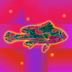 Macula Fish