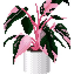 Philodendron Pink Princess