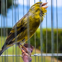 29357035740362283304193054454536633820304787893462387818966021849291834785793