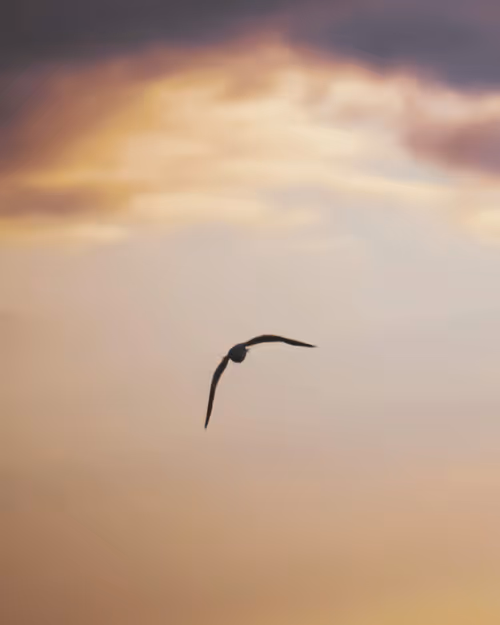 Item #61140817841535323188943582947873458398896939162862574355994582723835344191489 Media