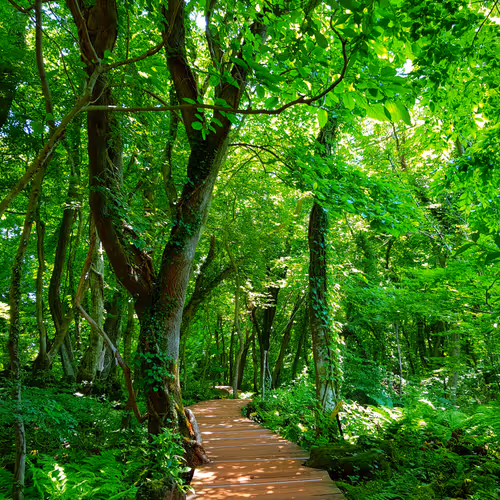 rakunrak Collection - old