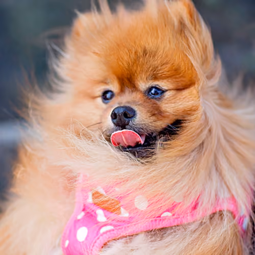 Chilling Dog #50