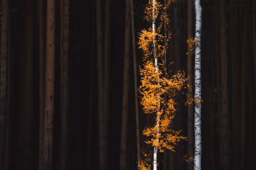 Item #4957194782878425524435841339739602909464041924786151306277751041571462053889 Media