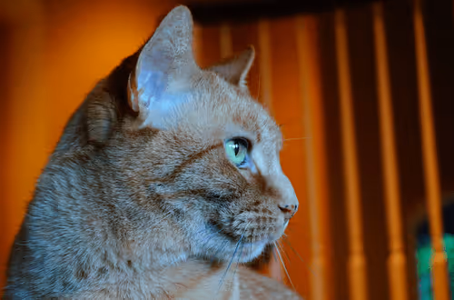 Hobbes approves of testing