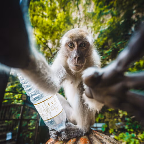 Monkeyselfies
